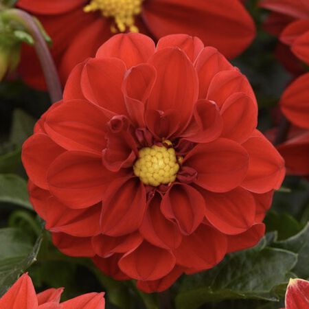 Red Shades Figaro, Dahlia Seeds - Packet image number null